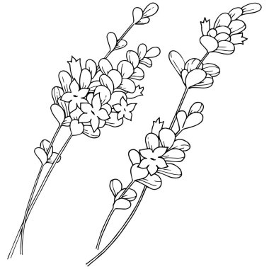 Vektör lavanta kır çiçeği izole bir vektör tarzı.