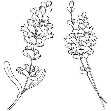 Vektör lavanta kır çiçeği izole bir vektör tarzı.