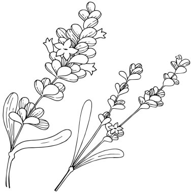 Vektör lavanta kır çiçeği izole bir vektör tarzı.