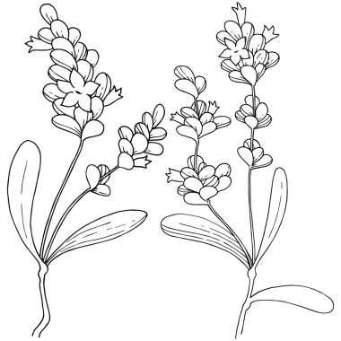 Vektör lavanta kır çiçeği izole bir vektör tarzı.