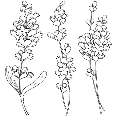 Vektör lavanta kır çiçeği izole bir vektör tarzı.