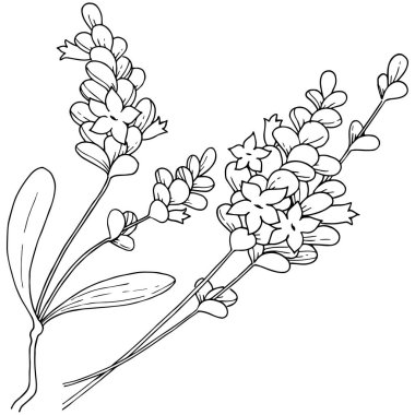 Vektör lavanta kır çiçeği izole bir vektör tarzı.