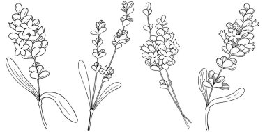 Vektör lavanta kır çiçeği izole bir vektör tarzı.