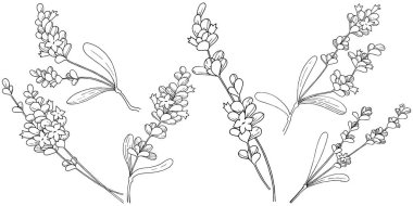 Vektör lavanta kır çiçeği izole bir vektör tarzı.