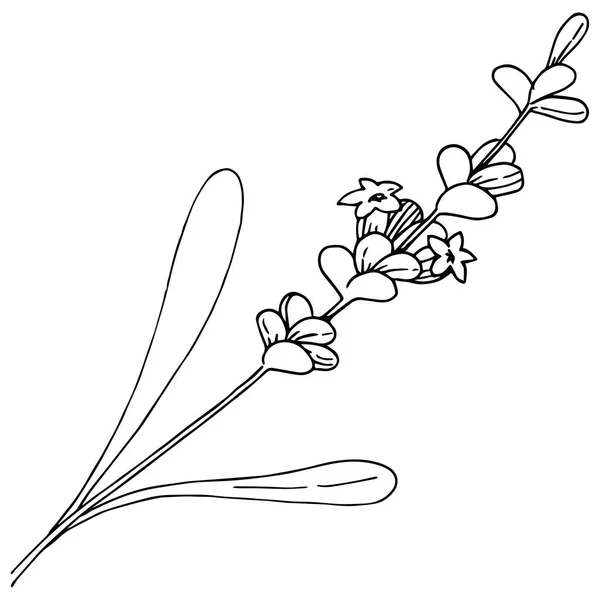 Векторный лавандовый дикий цветок в векторном стиле изолирован . — стоковый вектор