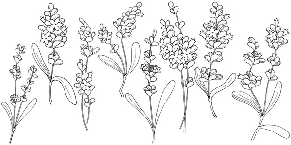 Vector lavanda flor silvestre en un estilo vectorial aislado . — Vector de stock