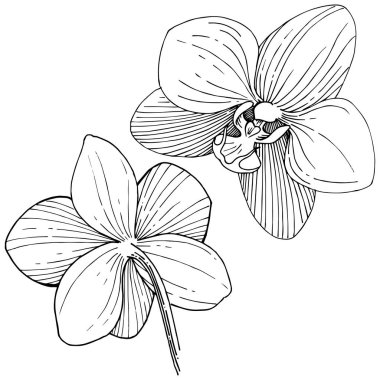 İzole bir vektör tarzı orkide çiçek.