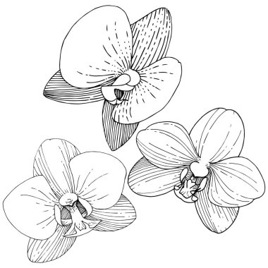 Orkide çiçek izole bir vektör tarzı. Bitki tam adı: orkide. Arka plan, doku, sarıcı desen, çerçeve veya kenarlık için vektör çiçek.
