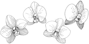 Orkide çiçek izole bir vektör tarzı. Bitki tam adı: orkide. Arka plan, doku, sarıcı desen, çerçeve veya kenarlık için vektör çiçek.