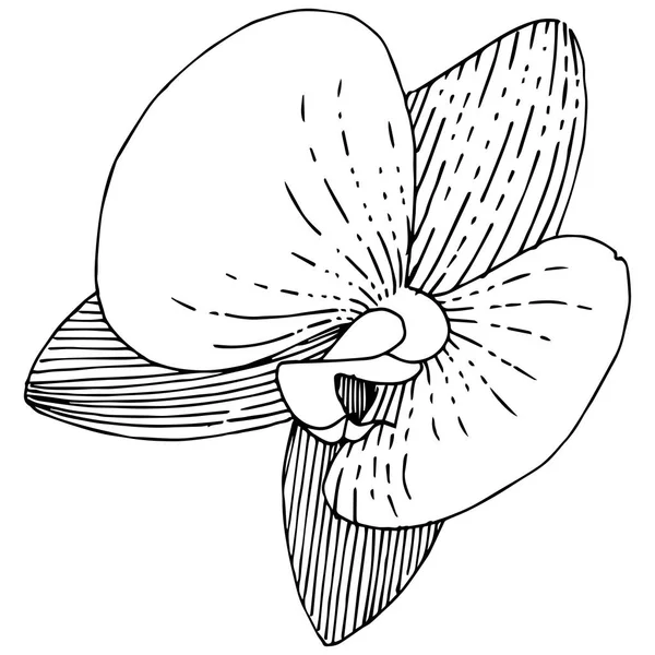 İzole bir vektör tarzı orkide çiçek. — Stok Vektör