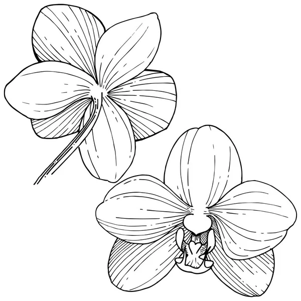 Flor Orquídea Estilo Vectorial Aislado Nombre Completo Planta Orquídea Flor — Archivo Imágenes Vectoriales