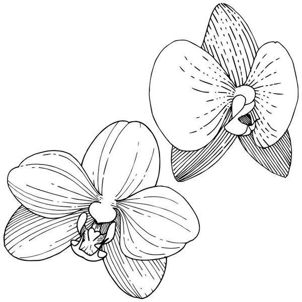 Orkide Çiçek Izole Bir Vektör Tarzı Bitki Tam Adı Orkide — Stok Vektör