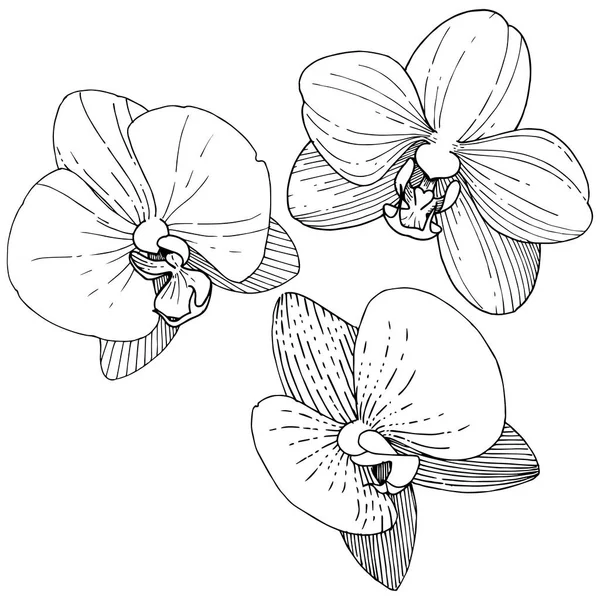 Orkidé Vektor Stil Isolerade Fullständigt Namn Anläggningen Orchid Vektor Blomma — Stock vektor