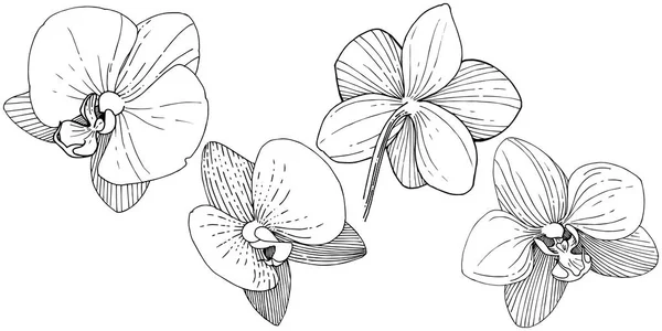 Fiore Del Orchid Uno Stile Del Vettore Isolato Nome Completo — Vettoriale Stock