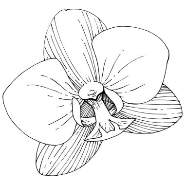 Orkide çiçek izole bir vektör tarzı. Bitki tam adı: orkide. Arka plan, doku, sarıcı desen, çerçeve veya kenarlık için vektör çiçek.