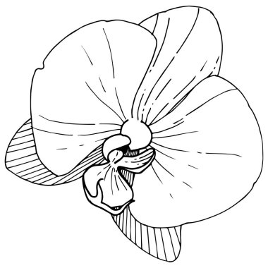 Orkide çiçek izole bir vektör tarzı. Bitki tam adı: orkide. Arka plan, doku, sarıcı desen, çerçeve veya kenarlık için vektör çiçek.