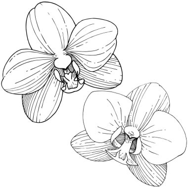Orkide çiçek izole bir vektör tarzı. Bitki tam adı: orkide. Arka plan, doku, sarıcı desen, çerçeve veya kenarlık için vektör çiçek.