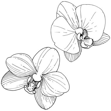 Orkide çiçek izole bir vektör tarzı. Bitki tam adı: orkide. Arka plan, doku, sarıcı desen, çerçeve veya kenarlık için vektör çiçek.