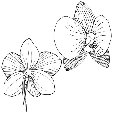 Orkide çiçek izole bir vektör tarzı. Bitki tam adı: orkide. Arka plan, doku, sarıcı desen, çerçeve veya kenarlık için vektör çiçek.