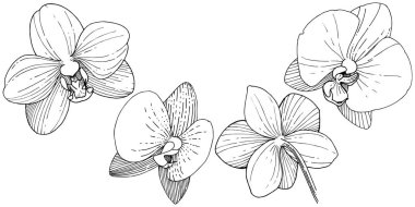 Orkide çiçek izole bir vektör tarzı. Bitki tam adı: orkide. Arka plan, doku, sarıcı desen, çerçeve veya kenarlık için vektör çiçek.