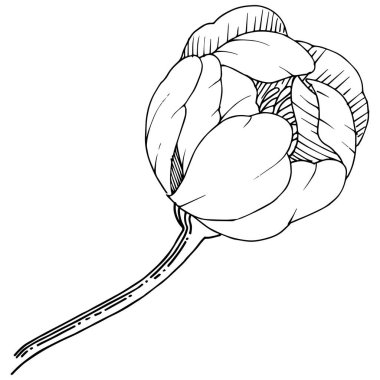 Şakayık izole bir vektör tarzı. Bitki tam adı: şakayık. Arka plan, doku, sarıcı desen, çerçeve veya kenarlık için vektör çiçek.