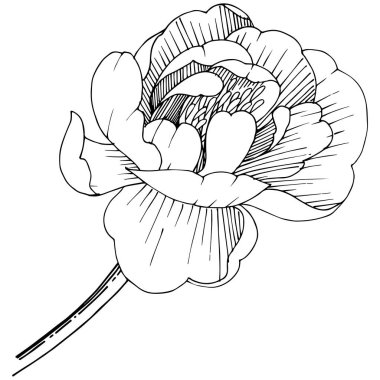 Şakayık izole bir vektör tarzı. Bitki tam adı: şakayık. Arka plan, doku, sarıcı desen, çerçeve veya kenarlık için vektör çiçek.