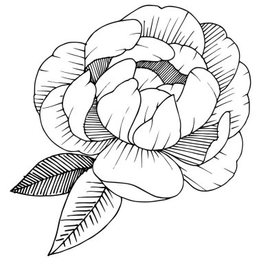 Şakayık izole bir vektör tarzı. Bitki tam adı: şakayık. Arka plan, doku, sarıcı desen, çerçeve veya kenarlık için vektör çiçek.