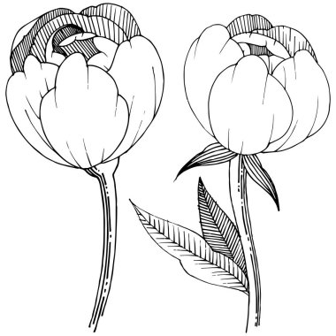 Şakayık izole bir vektör tarzı. Bitki tam adı: şakayık. Arka plan, doku, sarıcı desen, çerçeve veya kenarlık için vektör çiçek.