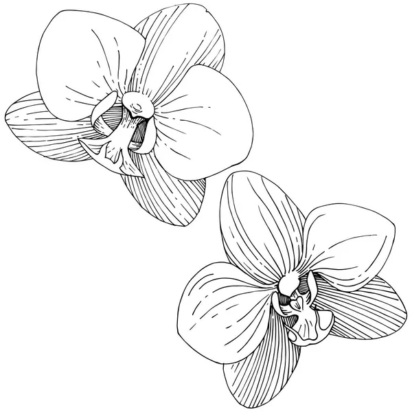 Orkidé Vektor Stil Isolerade Fullständigt Namn Anläggningen Orchid Vektor Blomma — Stock vektor