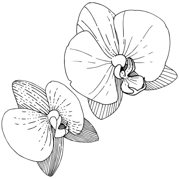 Bloem Van Orchidee Stijl Van Een Vector Geïsoleerd Volledige Naam — Stockvector