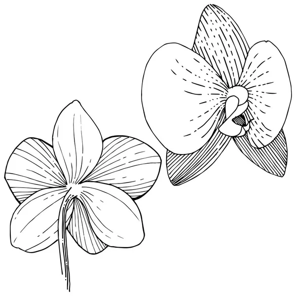 分離ベクトル スタイルで蘭の花 植物の完全な名前 テクスチャ ラッパー パターン 枠や図面枠のベクターの花 — ストックベクタ