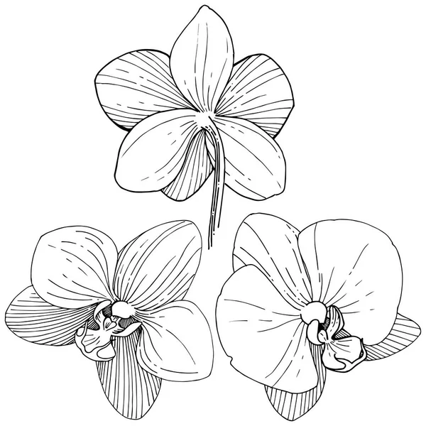 Цветок Орхидеи Векторном Стиле Изолирован Полное Название Растения Орхидея Векторный — стоковый вектор