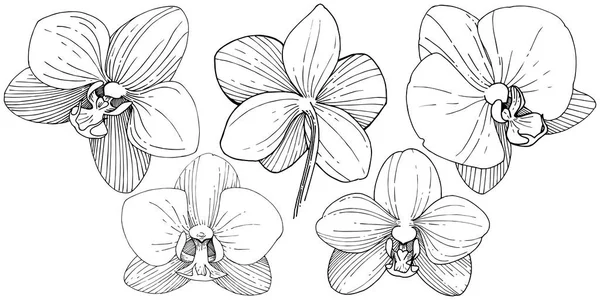 Flor Orquídea Estilo Vetorial Isolado Nome Completo Planta Orquídea Flor —  Vetores de Stock