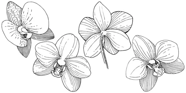 Flor Orquídea Estilo Vectorial Aislado Nombre Completo Planta Orquídea Flor — Archivo Imágenes Vectoriales