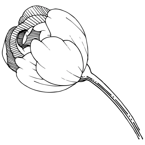 Peonía Estilo Vectorial Aislado Nombre Completo Planta Peony Flor Vectorial — Vector de stock