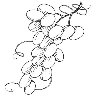 İzole bir vektör tarzda üzüm sağlıklı gıda.