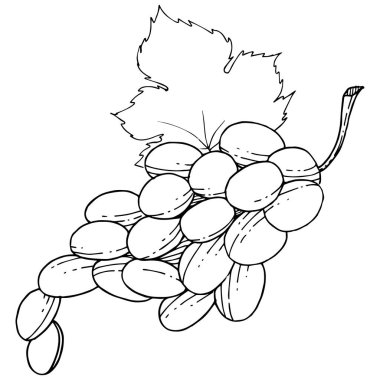 İzole bir vektör tarzda üzüm sağlıklı gıda.