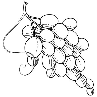 Üzüm sağlıklı gıda izole bir vektör tarzı. Meyve tam adı: üzüm. Vektör arka plan, doku, sarıcı desen veya menü yabani meyve.