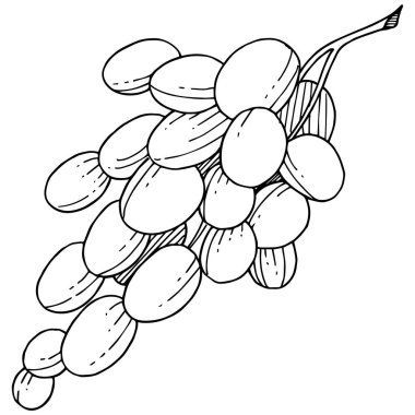 İzole bir vektör tarzda üzüm sağlıklı gıda.