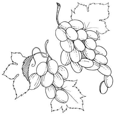 İzole bir vektör tarzda üzüm sağlıklı gıda.