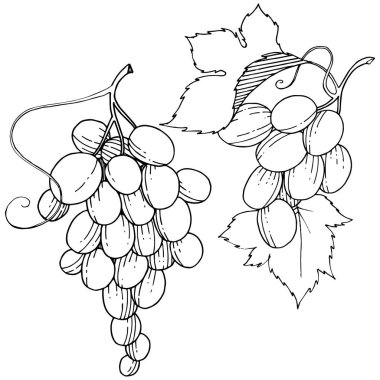 İzole bir vektör tarzda üzüm sağlıklı gıda.