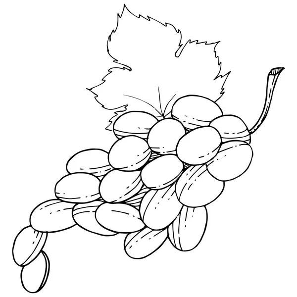 Виноград здоровой пищи в векторном стиле изолированы . — стоковый вектор