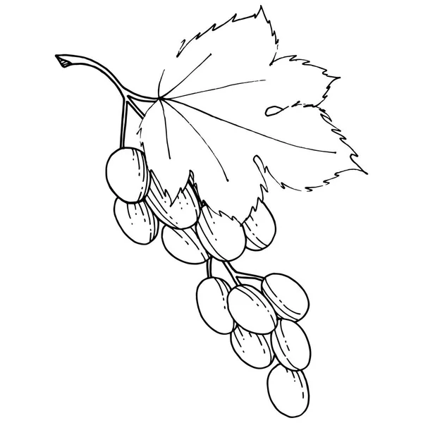 Aliments sains de raisin dans un style vectoriel isolé . — Image vectorielle