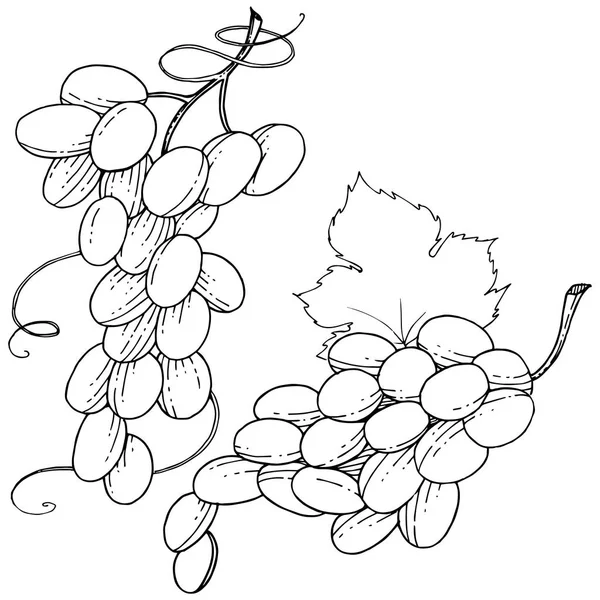 İzole bir vektör tarzda üzüm sağlıklı gıda.
