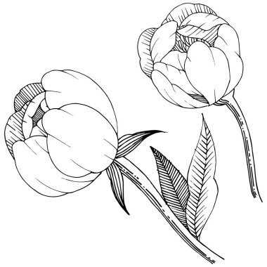 Şakayık izole bir vektör tarzı.