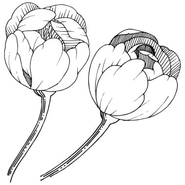 Şakayık izole bir vektör tarzı.