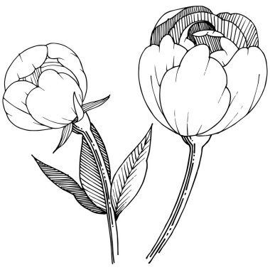 Şakayık izole bir vektör tarzı.