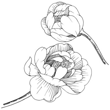 Şakayık izole bir vektör tarzı.