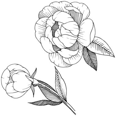 Şakayık izole bir vektör tarzı.