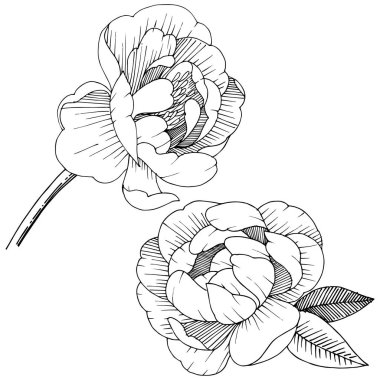 Şakayık izole bir vektör tarzı.